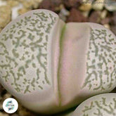 Lithops herrei C234 / 40 seeds (Living Stones)